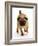 Apricot Pug Bitch, 2 Years Old, Walking-Jane Burton-Framed Photographic Print