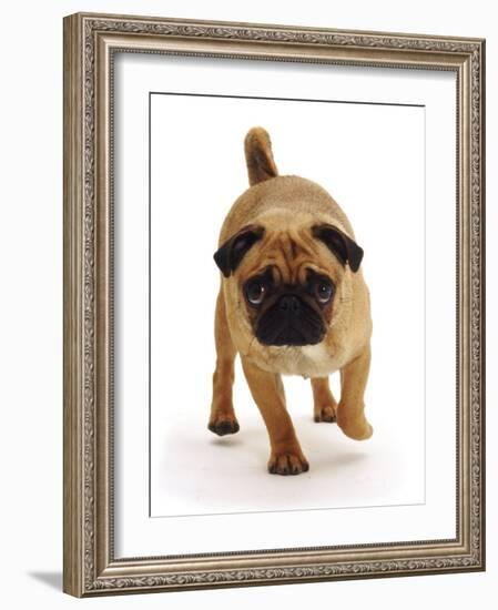 Apricot Pug Bitch, 2 Years Old, Walking-Jane Burton-Framed Photographic Print