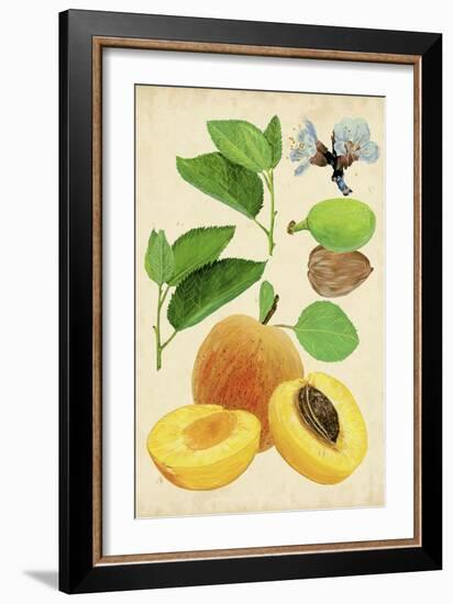 Apricot Study I-Melissa Wang-Framed Art Print