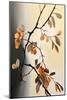 Apricot Tree Branch I-Lea Faucher-Mounted Art Print