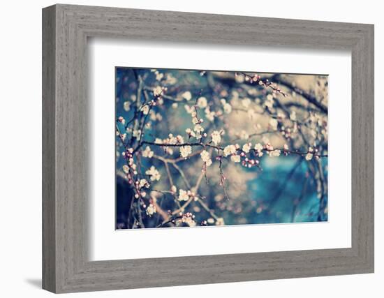 Apricot Tree Flower-Roxana_ro-Framed Photographic Print