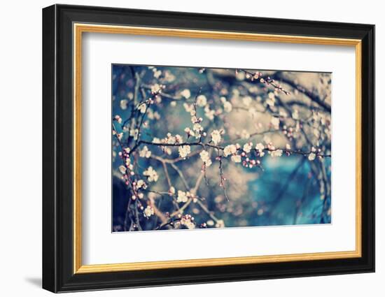 Apricot Tree Flower-Roxana_ro-Framed Photographic Print