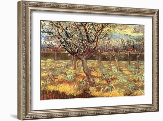 Apricot Trees in Blossom-Vincent van Gogh-Framed Art Print