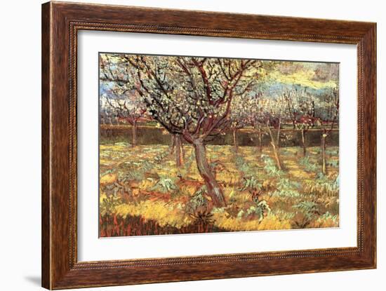 Apricot Trees in Blossom-Vincent van Gogh-Framed Art Print