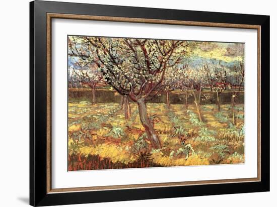 Apricot Trees in Blossom-Vincent van Gogh-Framed Art Print