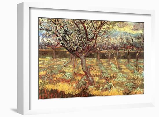 Apricot Trees in Blossom-Vincent van Gogh-Framed Art Print