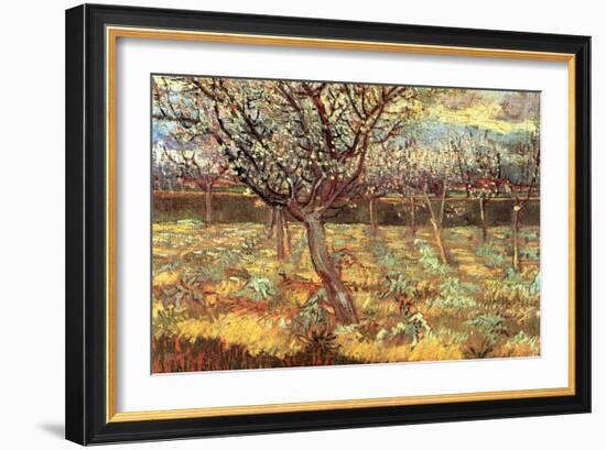 Apricot Trees in Blossom-Vincent van Gogh-Framed Art Print