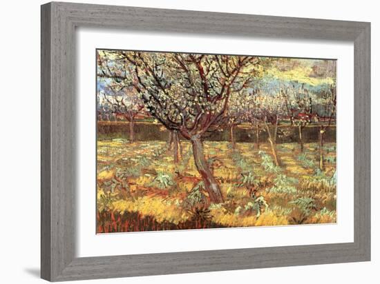 Apricot Trees In Blossom-Vincent van Gogh-Framed Art Print