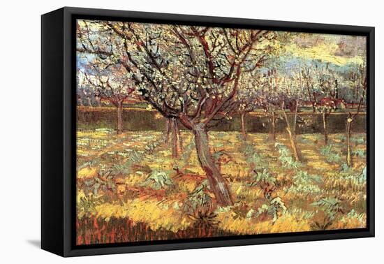Apricot Trees In Blossom-Vincent van Gogh-Framed Stretched Canvas