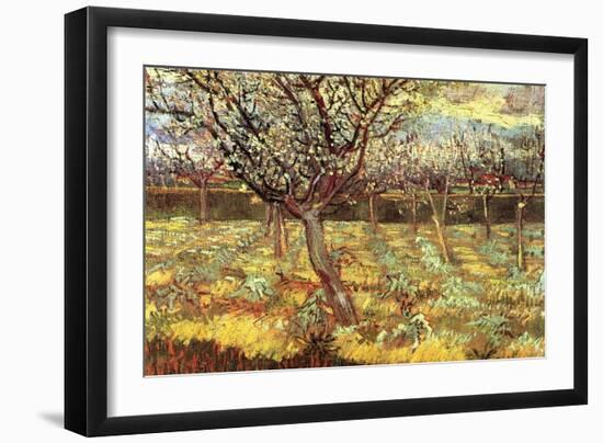 Apricot Trees In Blossom-Vincent van Gogh-Framed Art Print