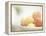 Apricots in a White Bowl Still Life-Steve Lupton-Framed Premier Image Canvas