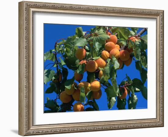 Apricots Ripening on Tree, Vaucluse, Provence, France, Europe-Bruno Morandi-Framed Photographic Print