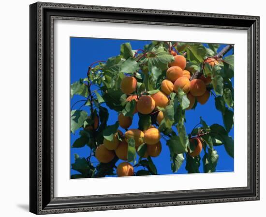 Apricots Ripening on Tree, Vaucluse, Provence, France, Europe-Bruno Morandi-Framed Photographic Print