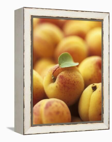 Apricots with One Leaf-Vladimir Shulevsky-Framed Premier Image Canvas