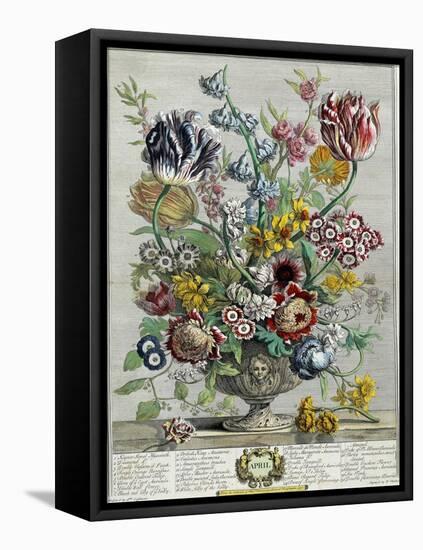 April, from 'Twelve Months of Flowers', 1730-Pieter Casteels-Framed Premier Image Canvas