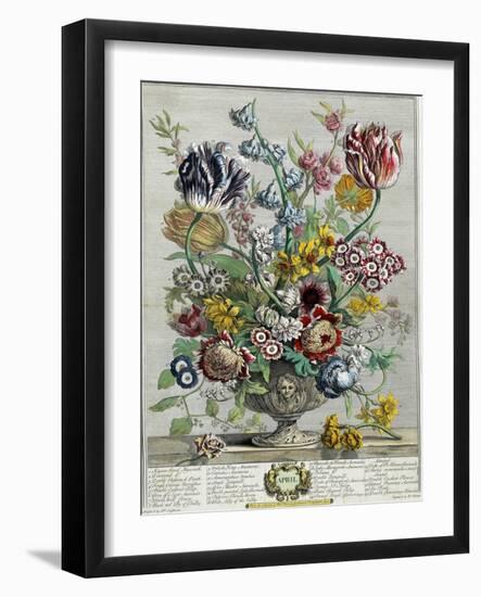 April, from 'Twelve Months of Flowers', 1730-Pieter Casteels-Framed Giclee Print