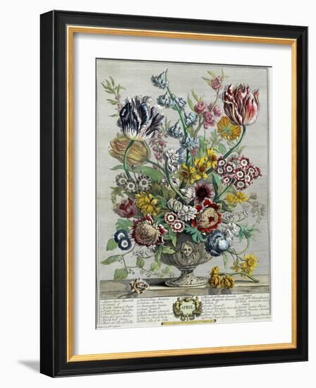 April, from 'Twelve Months of Flowers', 1730-Pieter Casteels-Framed Giclee Print