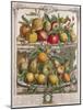 April, from 'Twelve Months of Fruits', by Robert Furber-Pieter Casteels-Mounted Giclee Print