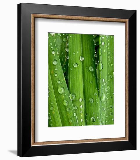 April Rain I-Monika Burkhart-Framed Photo