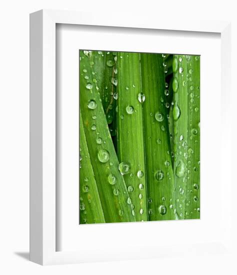 April Rain I-Monika Burkhart-Framed Photo