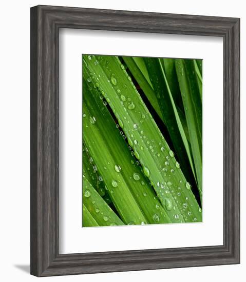 April Rain II-Monika Burkhart-Framed Photo