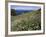 April Spring Flowers, Zingaro Nature Reserve, Northwest Area, Island of Sicily, Italy-Richard Ashworth-Framed Photographic Print