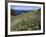 April Spring Flowers, Zingaro Nature Reserve, Northwest Area, Island of Sicily, Italy-Richard Ashworth-Framed Photographic Print