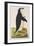 Aptenodytes Antarctica' from 'Cimelia Physica. Figures of Rare and Curious Quadrupeds-John Frederick Miller-Framed Giclee Print