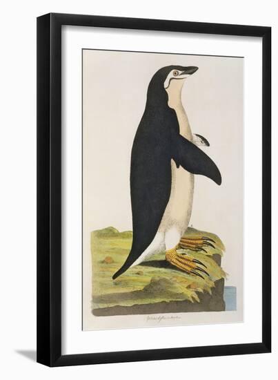 Aptenodytes Antarctica' from 'Cimelia Physica. Figures of Rare and Curious Quadrupeds-John Frederick Miller-Framed Giclee Print