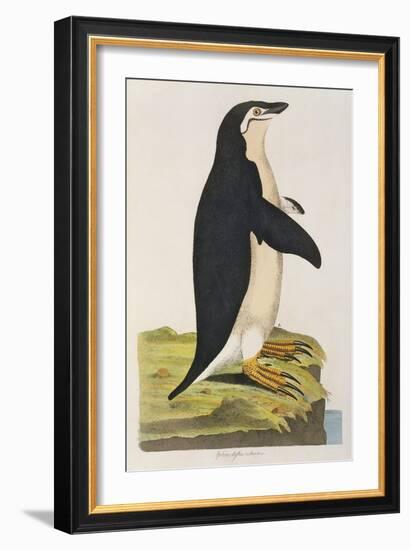 Aptenodytes Antarctica' from 'Cimelia Physica. Figures of Rare and Curious Quadrupeds-John Frederick Miller-Framed Giclee Print