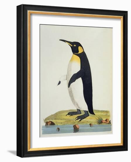 Aptenodytes Patagonica'-John Frederick Miller-Framed Giclee Print