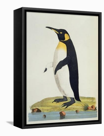 Aptenodytes Patagonica'-John Frederick Miller-Framed Premier Image Canvas