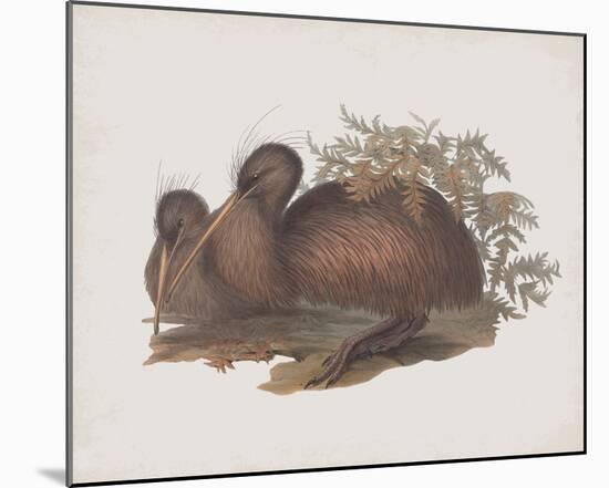 Apteryx Australis-John Gould-Mounted Giclee Print