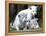 APTOPIX Argentina White Tigers-Eduardo Di Baia-Framed Premier Image Canvas