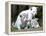 APTOPIX Argentina White Tigers-Eduardo Di Baia-Framed Premier Image Canvas