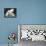 APTOPIX Argentina White Tigers-Eduardo Di Baia-Framed Premier Image Canvas displayed on a wall