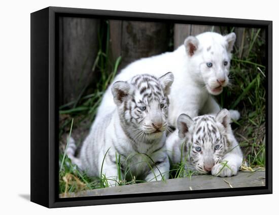 APTOPIX Argentina White Tigers-Eduardo Di Baia-Framed Premier Image Canvas
