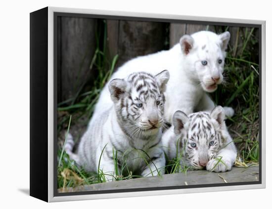 APTOPIX Argentina White Tigers-Eduardo Di Baia-Framed Premier Image Canvas