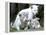 APTOPIX Argentina White Tigers-Eduardo Di Baia-Framed Premier Image Canvas