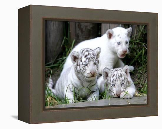 APTOPIX Argentina White Tigers-Eduardo Di Baia-Framed Premier Image Canvas