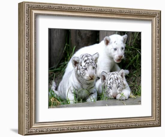 APTOPIX Argentina White Tigers-Eduardo Di Baia-Framed Photographic Print