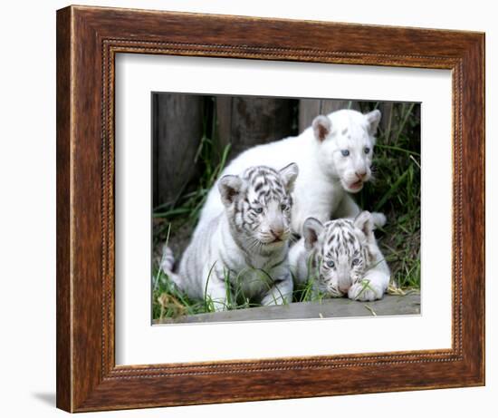 APTOPIX Argentina White Tigers-Eduardo Di Baia-Framed Photographic Print