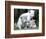 APTOPIX Argentina White Tigers-Eduardo Di Baia-Framed Photographic Print