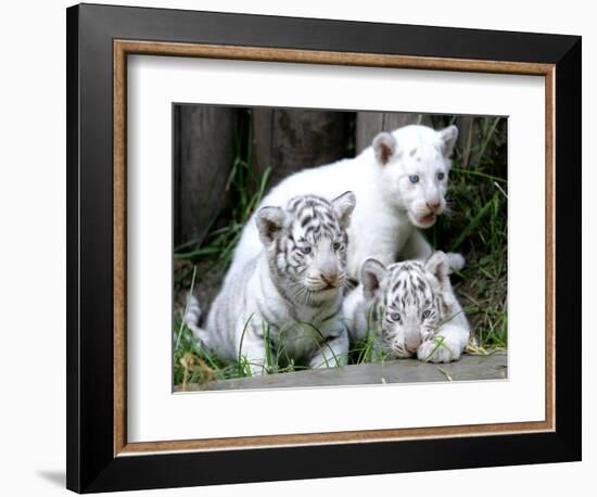 APTOPIX Argentina White Tigers-Eduardo Di Baia-Framed Photographic Print