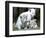 APTOPIX Argentina White Tigers-Eduardo Di Baia-Framed Photographic Print