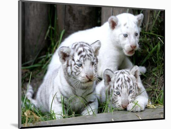 APTOPIX Argentina White Tigers-Eduardo Di Baia-Mounted Photographic Print