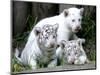 APTOPIX Argentina White Tigers-Eduardo Di Baia-Mounted Photographic Print