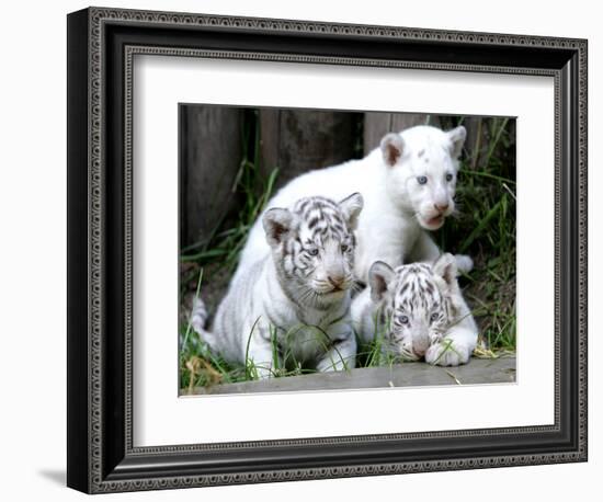 APTOPIX Argentina White Tigers-Eduardo Di Baia-Framed Photographic Print