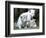 APTOPIX Argentina White Tigers-Eduardo Di Baia-Framed Photographic Print