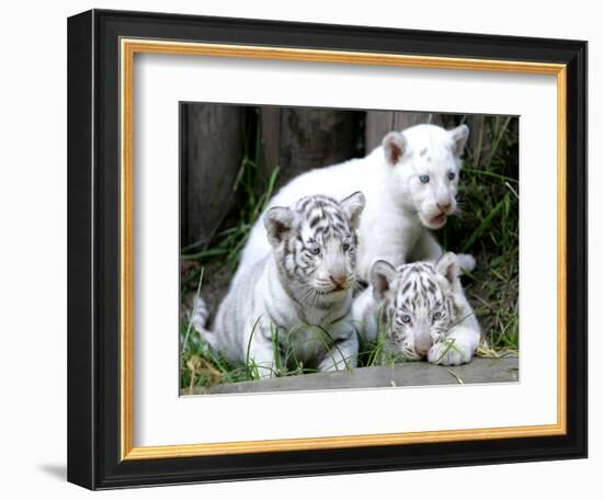 APTOPIX Argentina White Tigers-Eduardo Di Baia-Framed Photographic Print